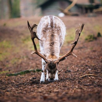 Caméra de surveillance étanche et sans fil, pour les passionnés de nature